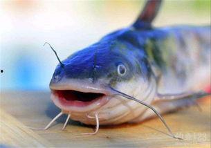 国产凶猛鱼视频,揭秘水下霸主的真实面貌