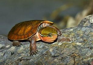 国产鹰嘴龟可以养吗视频,视频揭秘养殖全过程