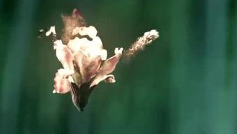 2018国产草草青视频,探寻中国影视新风尚