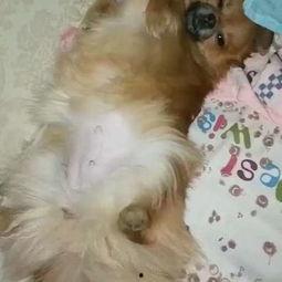 国产美女日狗的视频,揭秘网络传播背后的伦理争议