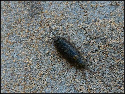 国产海帕虫最新视频,神秘生物的进化之谜