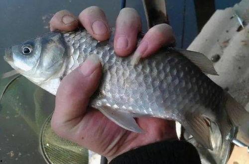 国产小黄轮钓鳜鱼视频,体验传统钓技与现代装备的完美融合