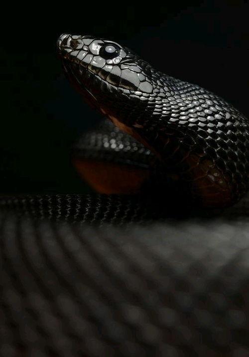 国产黑王蛇视频播放网站,揭秘神秘蛇类视频盛宴