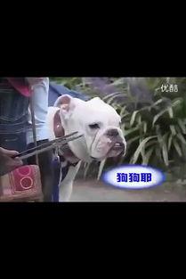 国产叫猴子的视频大全,趣味横生的动物世界瞬间